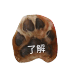 のほほん我が家のワンコたち（個別スタンプ：29）
