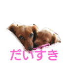 のほほん我が家のワンコたち（個別スタンプ：32）