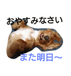 のほほん我が家のワンコたち（個別スタンプ：33）