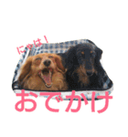 のほほん我が家のワンコたち（個別スタンプ：36）