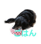 のほほん我が家のワンコたち（個別スタンプ：37）