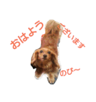 のほほん我が家のワンコたち（個別スタンプ：38）