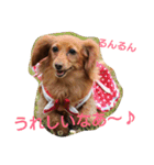 のほほん我が家のワンコたち（個別スタンプ：40）