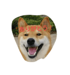 柴犬ポンタ（個別スタンプ：1）