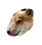 柴犬ポンタ（個別スタンプ：2）