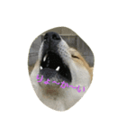 柴犬ポンタ（個別スタンプ：3）