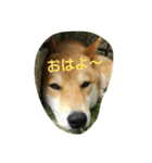 柴犬ポンタ（個別スタンプ：4）