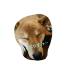 柴犬ポンタ（個別スタンプ：5）
