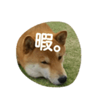 柴犬ポンタ（個別スタンプ：6）