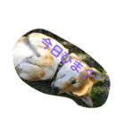 柴犬ポンタ（個別スタンプ：7）