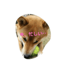柴犬ポンタ（個別スタンプ：8）