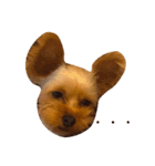 わんこたち♪（個別スタンプ：3）
