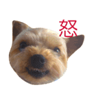 わんこたち♪（個別スタンプ：4）