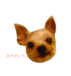 わんこたち♪（個別スタンプ：6）