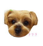 わんこたち♪（個別スタンプ：9）