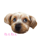 わんこたち♪（個別スタンプ：10）