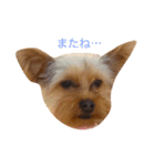 わんこたち♪（個別スタンプ：14）