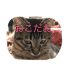 佐吉スタンプ1（個別スタンプ：4）