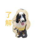 わんこたち1（個別スタンプ：3）