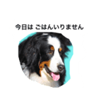 わんこたち1（個別スタンプ：6）