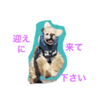 わんこたち1（個別スタンプ：7）