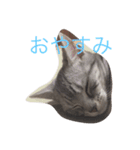 カワイイねこ（個別スタンプ：1）
