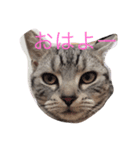 カワイイねこ（個別スタンプ：2）