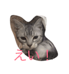カワイイねこ（個別スタンプ：3）