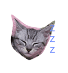カワイイねこ（個別スタンプ：4）