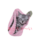 カワイイねこ（個別スタンプ：8）