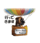 Riesen Stern Boxer 3(ボクサー犬スタンプ)（個別スタンプ：4）