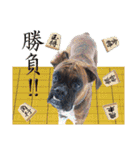 Riesen Stern Boxer 3(ボクサー犬スタンプ)（個別スタンプ：5）
