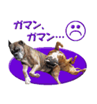 Riesen Stern Boxer 3(ボクサー犬スタンプ)（個別スタンプ：7）