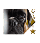 Riesen Stern Boxer 3(ボクサー犬スタンプ)（個別スタンプ：8）