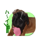 Riesen Stern Boxer 3(ボクサー犬スタンプ)（個別スタンプ：9）
