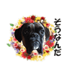 Riesen Stern Boxer 3(ボクサー犬スタンプ)（個別スタンプ：10）
