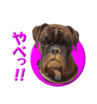 Riesen Stern Boxer 3(ボクサー犬スタンプ)（個別スタンプ：11）