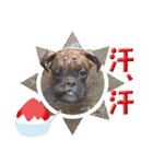 Riesen Stern Boxer 3(ボクサー犬スタンプ)（個別スタンプ：12）