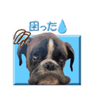 Riesen Stern Boxer 3(ボクサー犬スタンプ)（個別スタンプ：13）