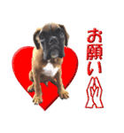 Riesen Stern Boxer 3(ボクサー犬スタンプ)（個別スタンプ：14）