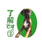 Riesen Stern Boxer 3(ボクサー犬スタンプ)（個別スタンプ：15）