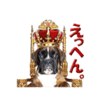 Riesen Stern Boxer 3(ボクサー犬スタンプ)（個別スタンプ：16）
