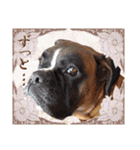 Riesen Stern Boxer 3(ボクサー犬スタンプ)（個別スタンプ：17）