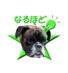 Riesen Stern Boxer 3(ボクサー犬スタンプ)（個別スタンプ：19）