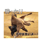 Riesen Stern Boxer 3(ボクサー犬スタンプ)（個別スタンプ：22）