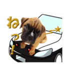 Riesen Stern Boxer 3(ボクサー犬スタンプ)（個別スタンプ：24）