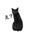 我が家ねこまみれ（個別スタンプ：1）