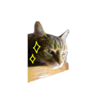 我が家ねこまみれ（個別スタンプ：2）
