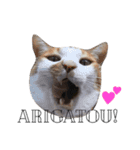 我が家ねこまみれ（個別スタンプ：3）