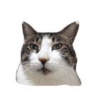 我が家ねこまみれ（個別スタンプ：4）